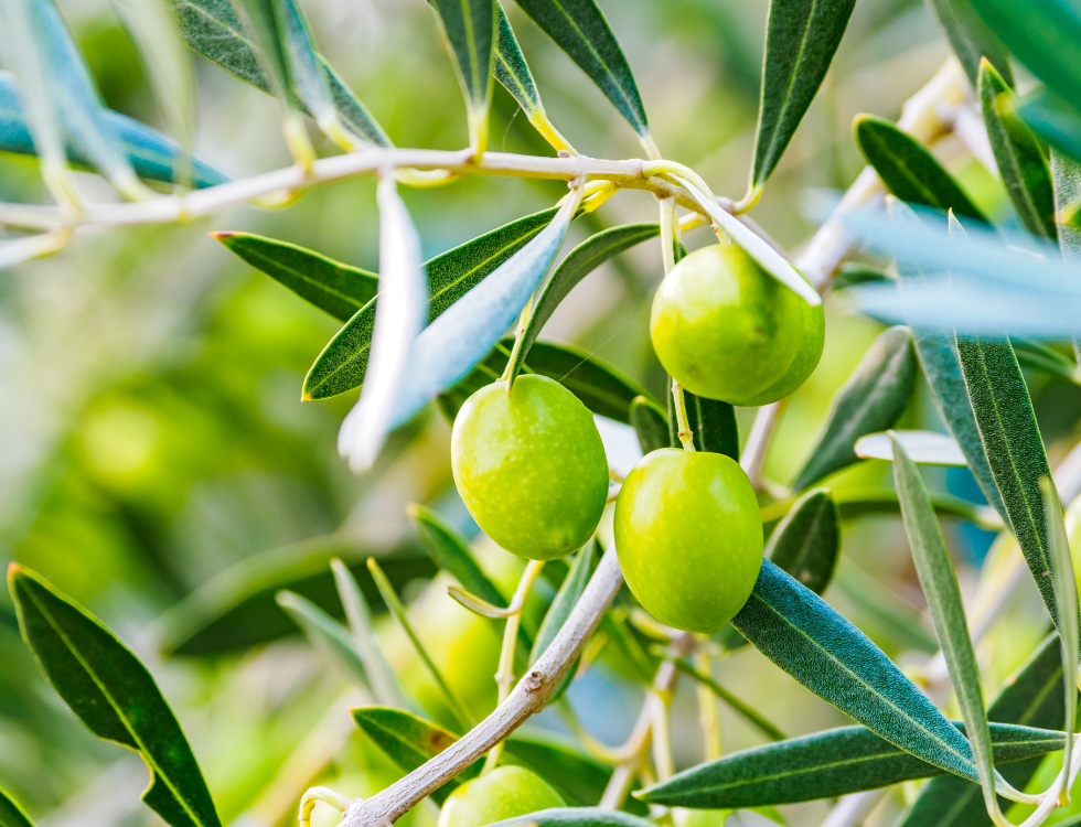 ３.オーガニックオリーブ油のしっかり保湿