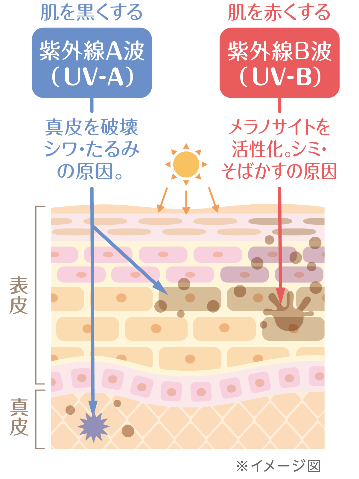 紫外線A波(UV-A) 紫外線B波(UV-B)説明図