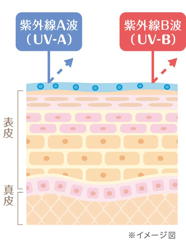 紫外線A波(UV-A) 紫外線B波(UV-B)どちらからも肌を守ります。